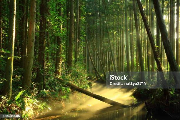 Río De Ushiwatari En El Verano Foto de stock y más banco de imágenes de Agua - Agua, Aire libre, Boscaje