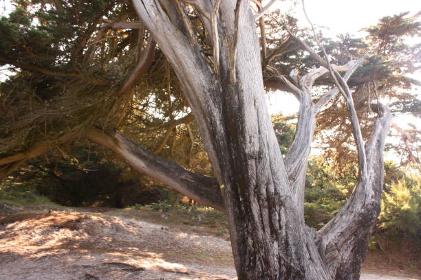 istock Dried fir by the seaside 1016958596