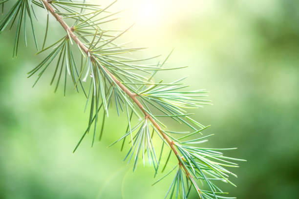 istock Close up of pine branch with green needles. 1016980952