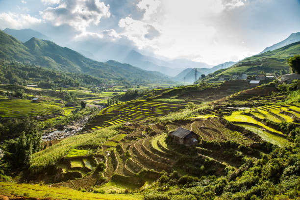 istock Rice terrace in Sapa Vietnam 1016981360