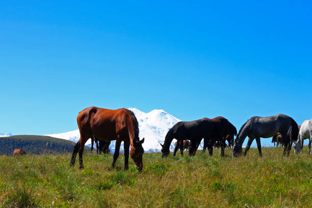istock Horses on the summer autumn caucasus meadow 1016988388