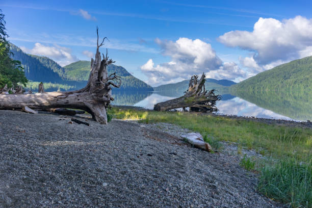 istock Quite morning at Nitinat Lake British Columbia, Canada 1016988564