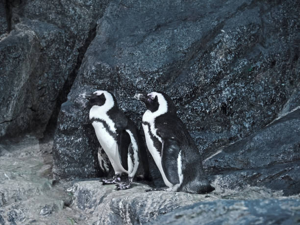 istock Two Magellanic Penguins on The Rock 1016988706