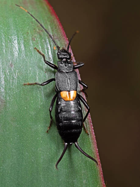 istock Macro Photo of Strange Insect Earwig on Green Leaf 1016988708