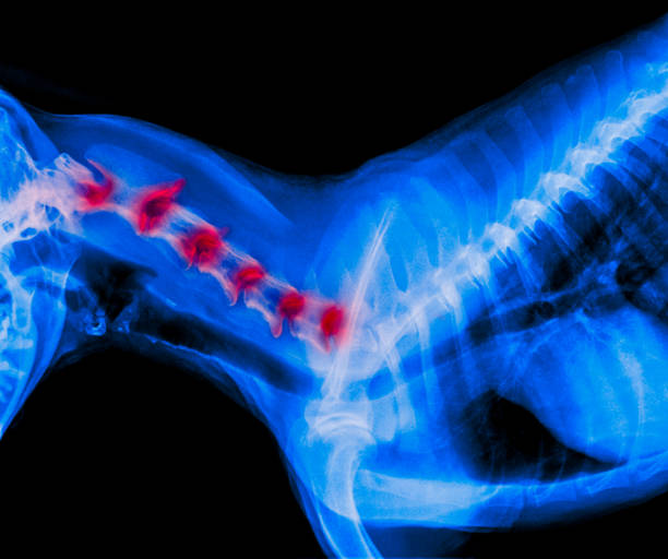 filme de visão lateral de cão com destaque vermelho em áreas de dor nas articulações do pescoço ou em doença discal cervical cão - medicina veterinária-veterinária anatomia conceito de raio-x-cor de tom azul - thoracic vertebrae - fotografias e filmes do acervo