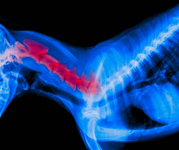 filme de visão lateral de cão com destaque vermelho em áreas de dor óssea pescoço ou cervical vértebras doença cão - medicina veterinária-veterinária anatomia conceito de raio-x-cor de tom azul - thoracic vertebrae - fotografias e filmes do acervo