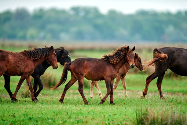 istock side view of horses walking 1016991284