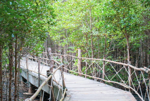 istock The atmosphere in mangrove forest when mud is so black after raining with wooden plus concrete walk bridge, eco nature tourism, fresh moment 1017008592