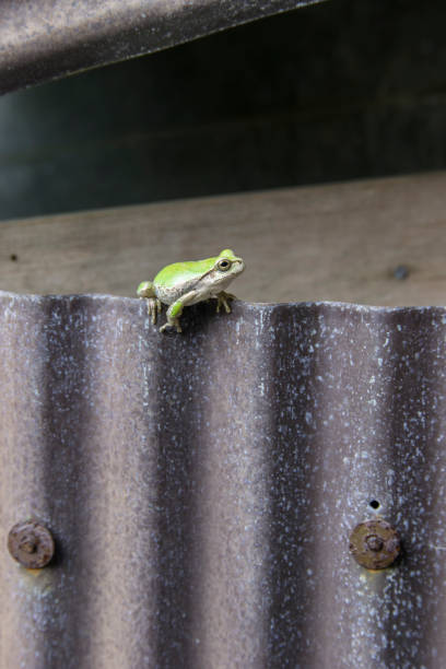 istock Japanese Tree Frog living around a house. 1017008758