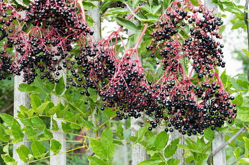 A close up view of ripe elderberry bushels in late summer