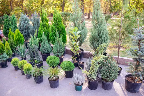 Photo of The market of plants for gardening: thuja, fir trees, juniper, cypress in pots for sale. Home decoration of different young green conifer plants in pots