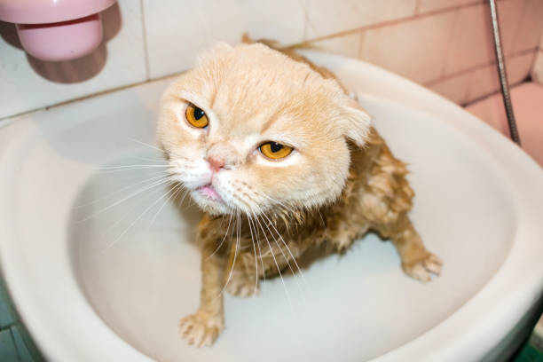 istock Wet Scottish Fold cat during bathing. Funny sad cream cat with folded ears sits in the bathroom. Domestic Cat bath 1017030342