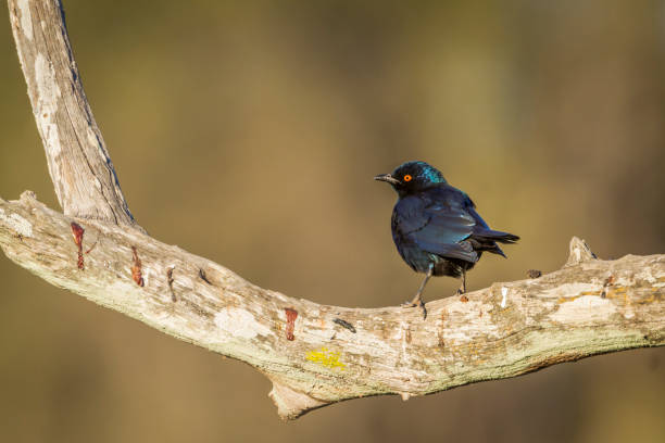 grand bleu à oreilles choucador à parc national kruger, afrique du sud - greater blue eared glossy starling photos et images de collection