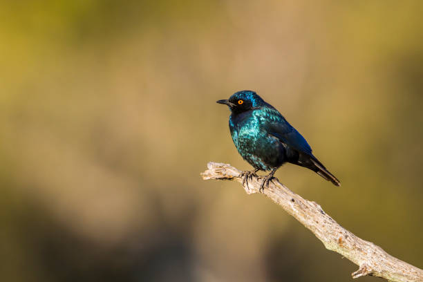 mehr blau schmuckschildkröte glänzend starling in krüger nationalpark, südafrika - greater blue eared glossy starling stock-fotos und bilder