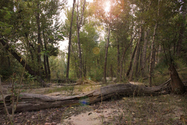 istock Sandy river bed with driftwood and sun coming through the trees 1017043568
