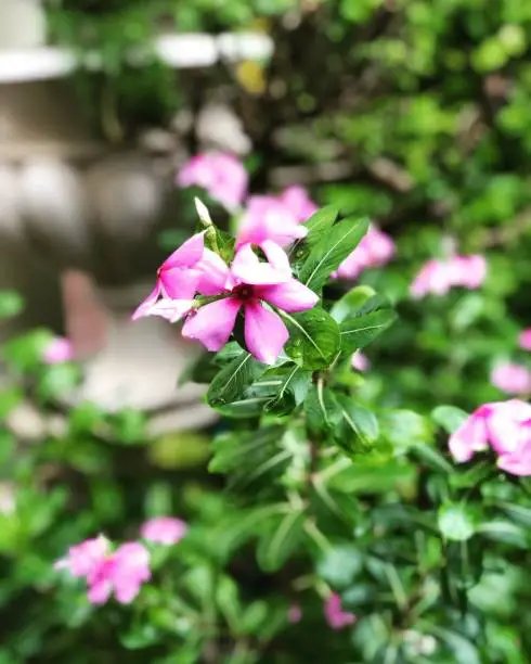 Pink Flower