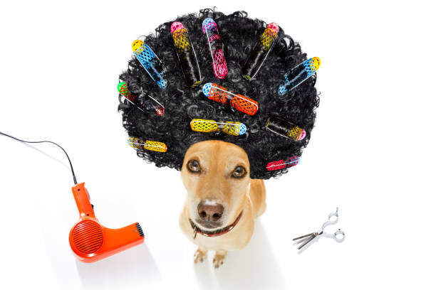 Funny punk rock dog with guitar wearing a mullet hairstyle wig and spiked collar