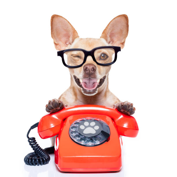 istock dog on the phone 1017046326