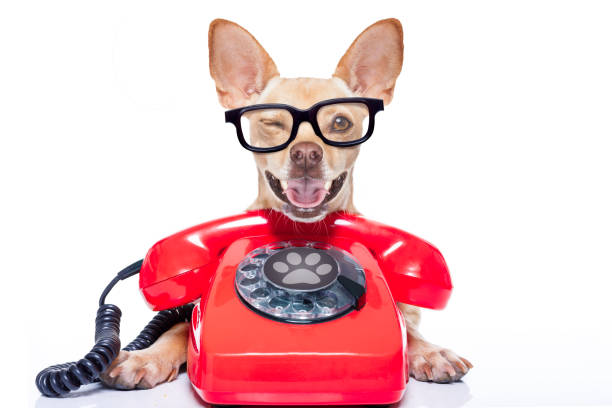 istock dog on the phone 1017046598