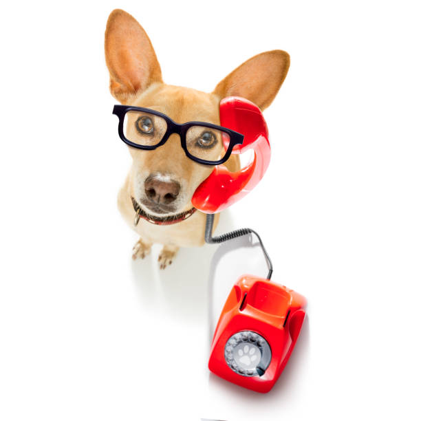istock dog on the phone 1017046602