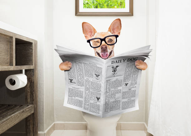 istock dog on toilet seat reading newspaper 1017046630