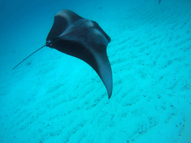 istock Manta Ray - Maldives Underwater 1017048694