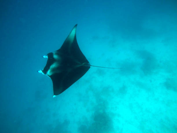 Manta Ray - Maldives Underwater