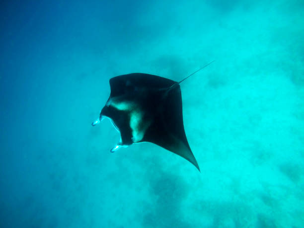 istock Manta Ray - Maldives Underwater 1017048714