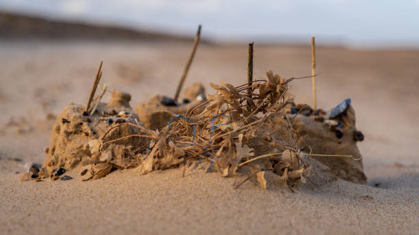 great yarmouth beach, norfolk, inghilterra, regno unito - sandcastle beach norfolk sand foto e immagini stock