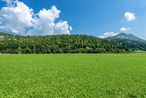 Forest and green grass in summer. Val di Sella (Sella Valley), Borgo Valsugana, Trento, Trentino Alto Adige, Italy