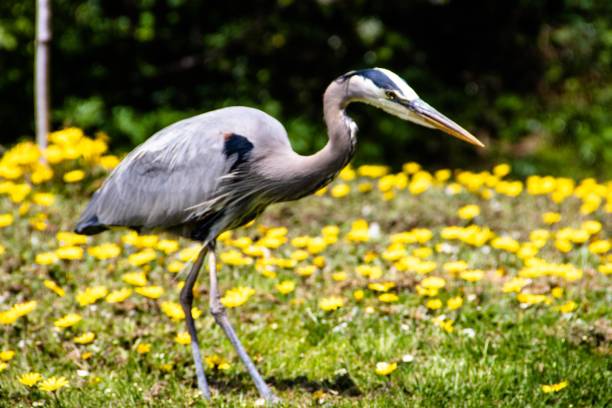 istock Gray Heron in Golden Gate Park San Francisco 1017065094