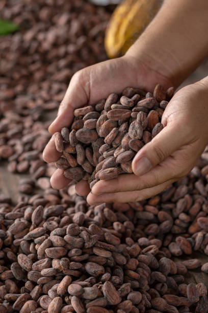 istock Selection of completed cocoa seeds must be dried before into sacks 1017065174