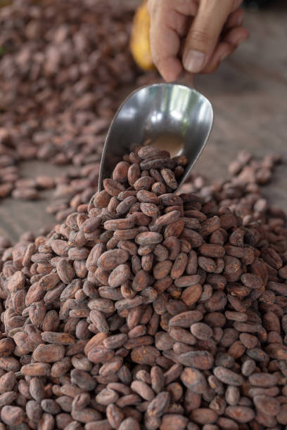 istock Selection of completed cocoa seeds must be dried before into sacks 1017065178