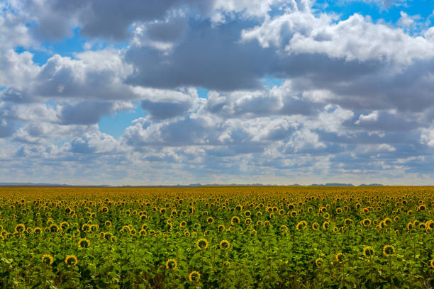 istock Sunflowers as Far as the Eye Can See 1017067604