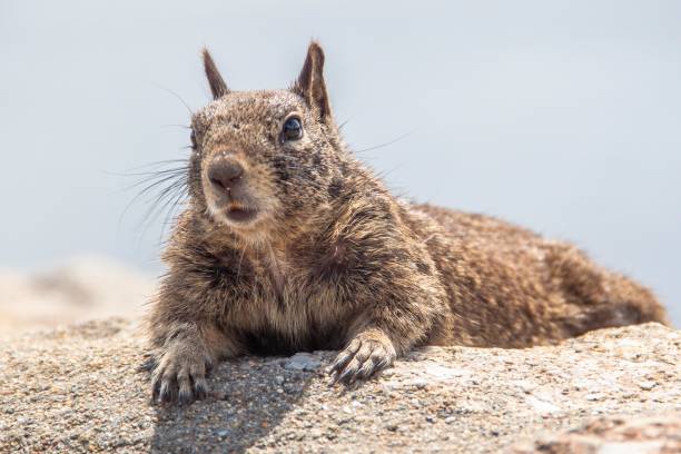 Californian Ground Squirrel at Monterey This ground squirrel is taking a sunbath on a hot stone at Monterey, California california ground squirrel otospermophilus beecheyi stock pictures, royalty-free photos & images