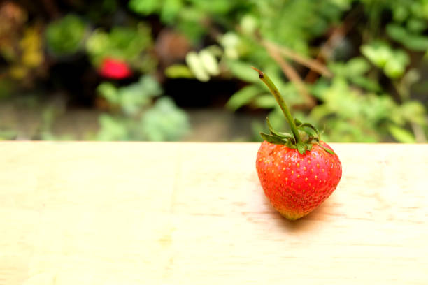 Fresh strawberry on wooden table in natural green background.Copy Space