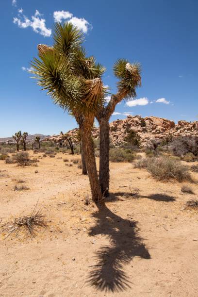 istock Joshua Tree National Park in California 1017071084