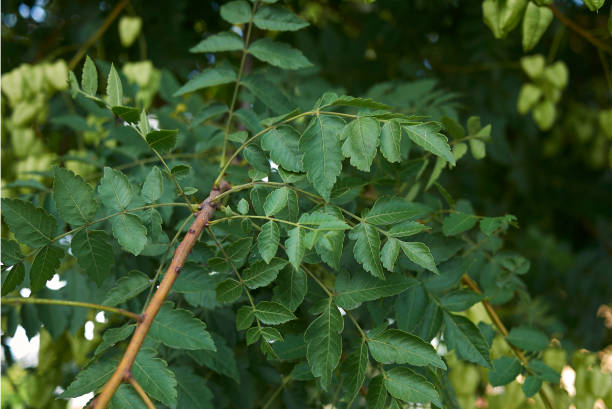 istock Koelreuteria paniculata 1017071322