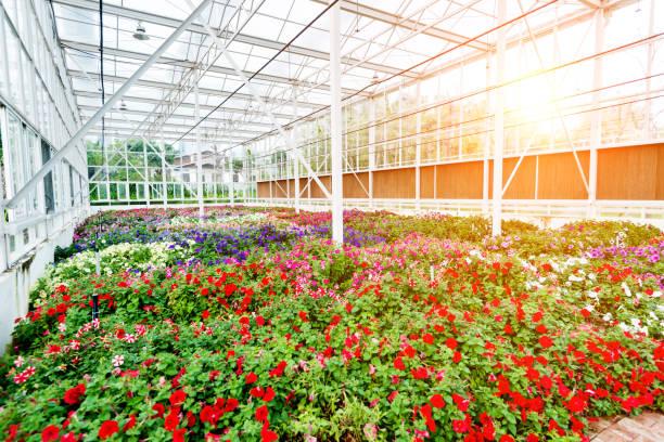 Petunias growing in a greenhouse.