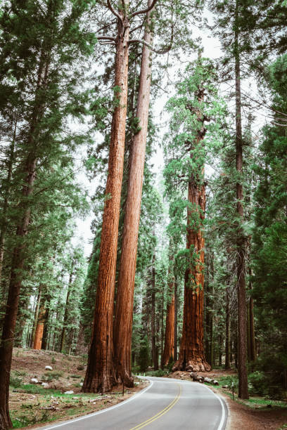 istock on the road at sequoia national park 1017073880