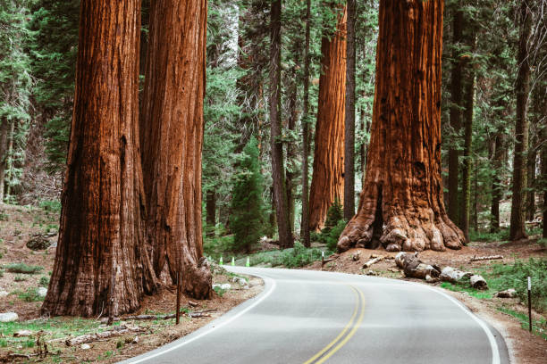 on the road at sequoia national park - redwood sequoia california redwood national park imagens e fotografias de stock