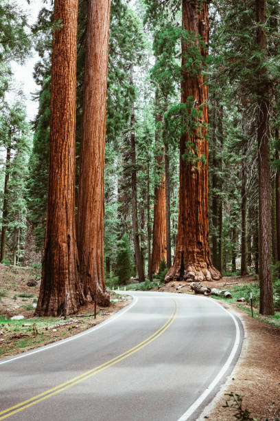 istock on the road at sequoia national park 1017073972