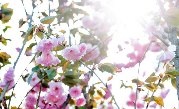 istock Beautiful pink cherry blossoms in spring 1017076820
