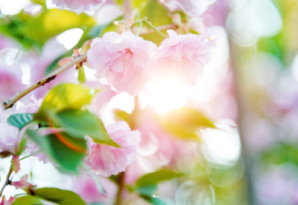 istock Beautiful pink cherry blossoms in spring 1017076904