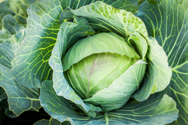 istock Green cabbage in the garden 1017079928