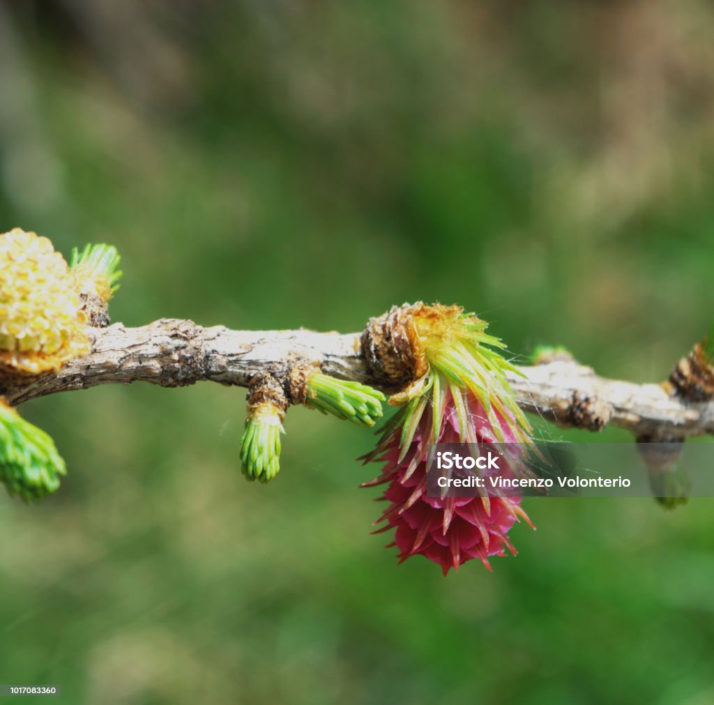 Larix decidua - Foto de stock de Aguja - Parte de planta libre de derechos