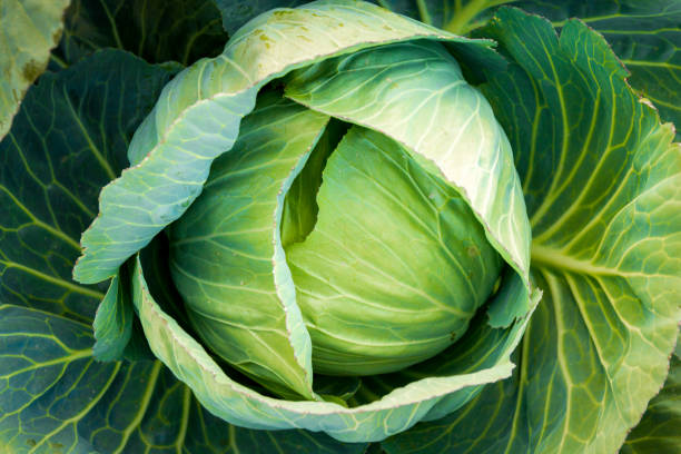 istock green cabbage in the garden 1017083704