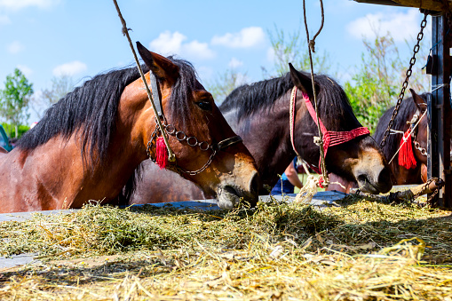 Brown thoroughbred horses are tied with reins and they are eating fresh hay from truck trailer.