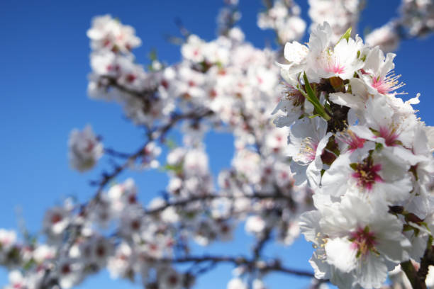 istock Almond blossom. Spring background. Spain. Altea 1017086456