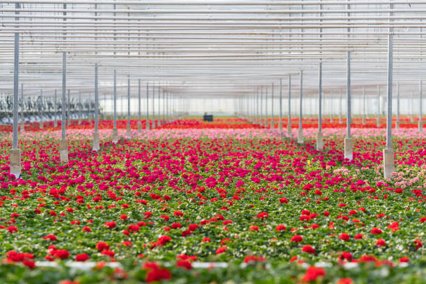 istock geranium flowers in a greenhouse 1017087144